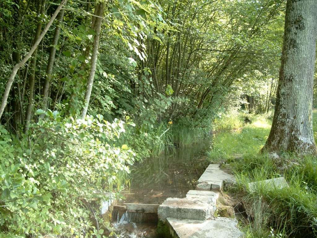 Sentier botanique à Saint Remy