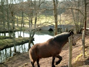 Le Parc naturel régional du Morvan