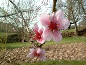 Le jardin au printemps