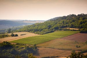 vignobles de viserny