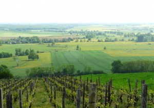 vignoble de Villaines-les-Prévôtes