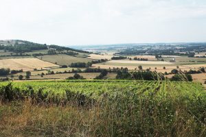 vignoble de Villaines-les-Prévôtes